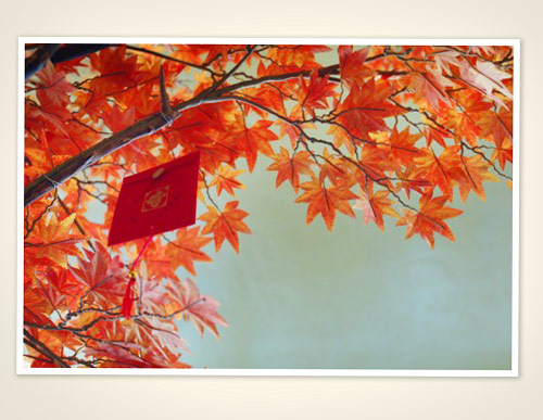 Autumn leaves year-round, and a bit of Chinese New Year.